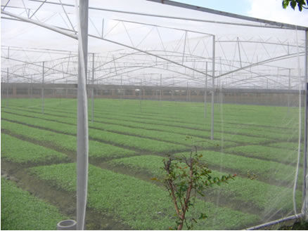 China HDPE agriculture insect net for green house,50*25mesh 120gr/sqm,4m width supplier