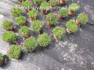 90gsm 120gsm Plain Woven Polypropylene Ground Cover Weed Proof Ground Cover