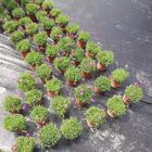 120gsm Black Polypropylene Ground Cover Anti Weed PP Woven Ground Cover Fabric